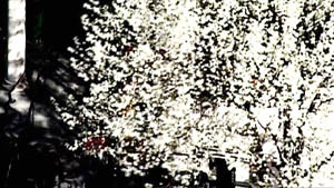 emp-tree-300.jpg