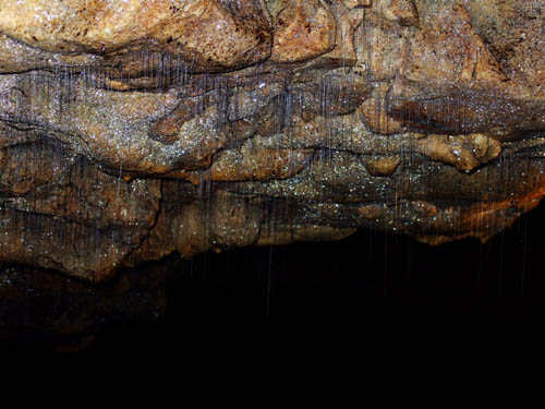 glowworms-db-500.jpg