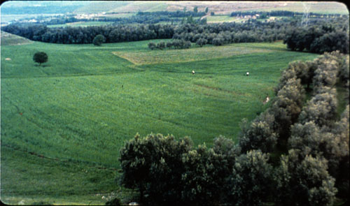 olive trees4a500