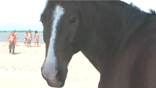 Zama, horse looks into camera